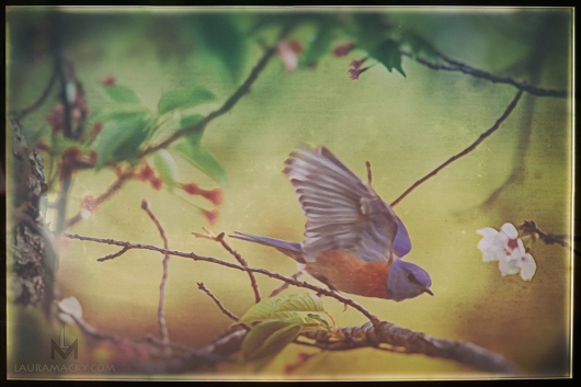 bluebird-web