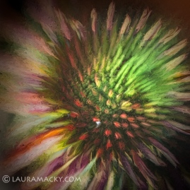 Coneflower Abstract