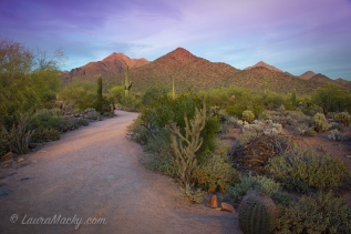 Sonoran Desert Preserve